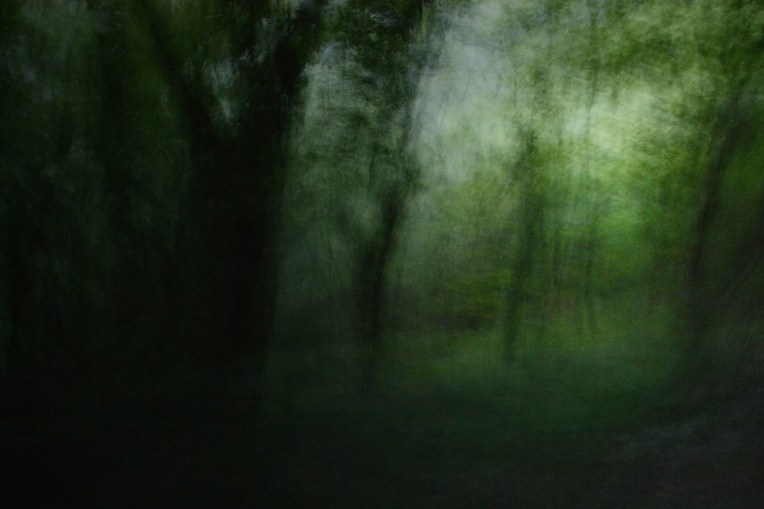 saragaynorforestmovementlarger