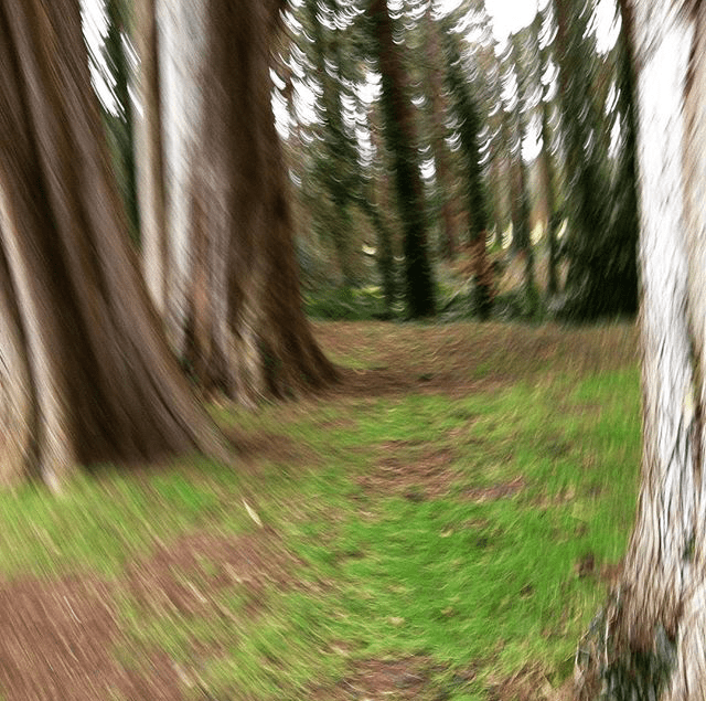 abstract+trees+-+Gail+Griggs