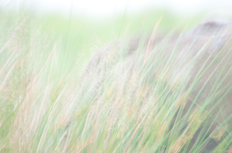 JHudson+-+Pastel+Grass
